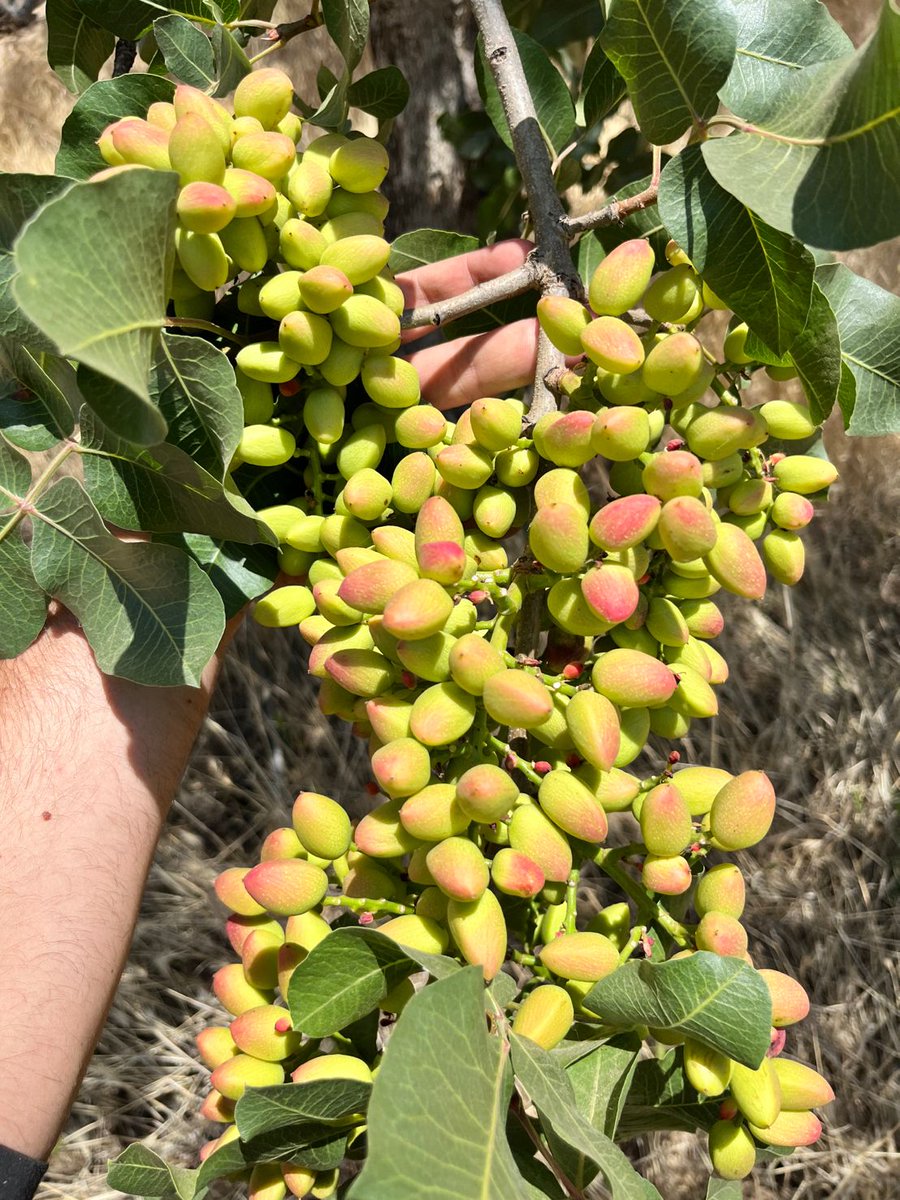 CalAgSolutions's tweet photo. If this looks wild to you, we can explain. Martin Herrera says this may not be the current ideal image of pistachio orchards, but it's the profit everyone chases!
#soilhealth #crophealth #DontBeAfraidToBeDifferent
@cagrownofficial #regenerativefarming #pistachio @PistachioPower https://t.co/7L6WU4dvV7