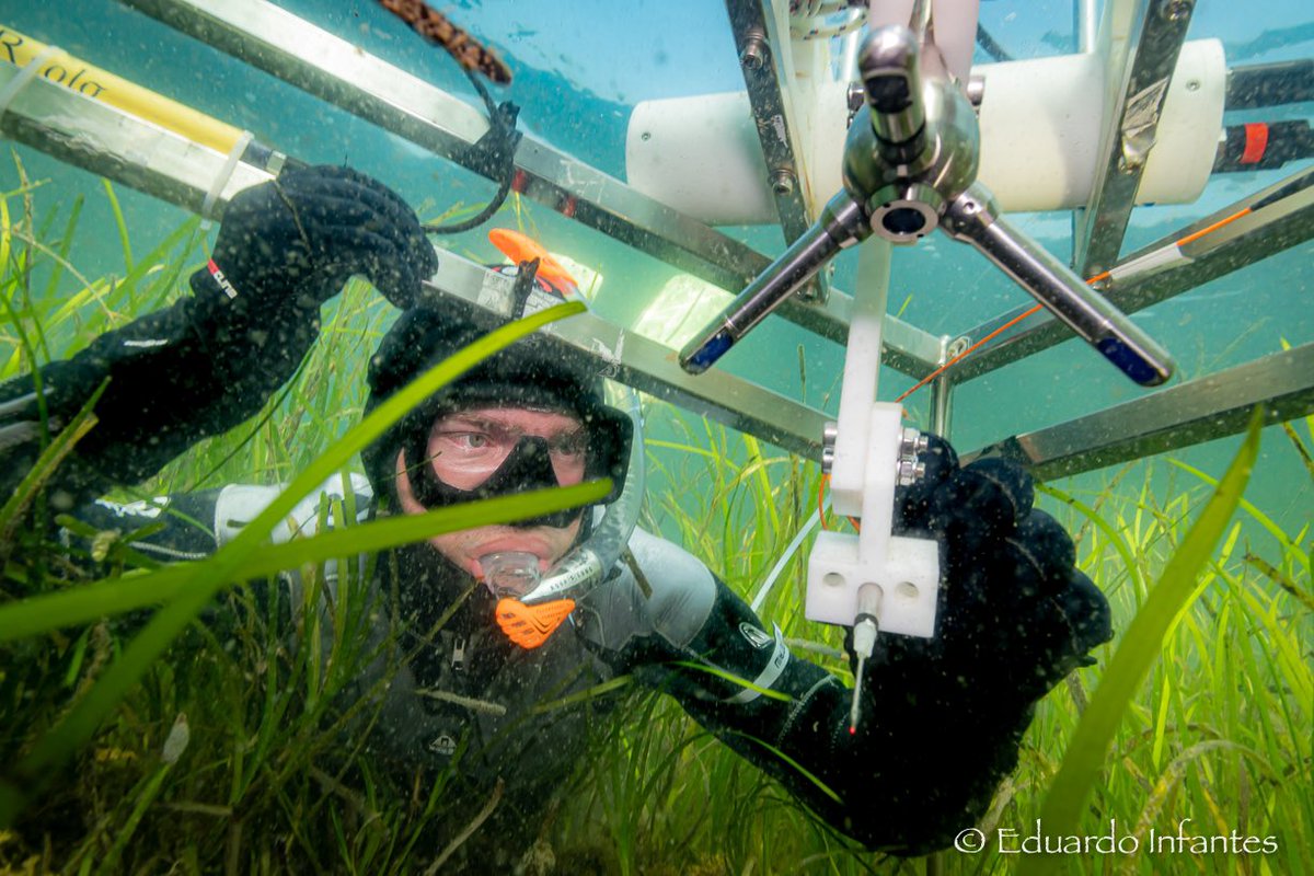 Interested in how benthic C cycling and biodiversity change when a seagrass meadow is planted? Come hear my talk Thursday 10:30 in session SS019B #ASLO2023  #ASLO23  📸: @ed_infantes