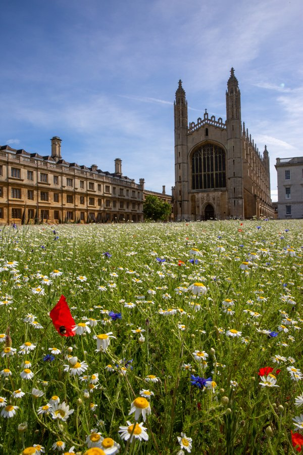 Ross Piper tweet media