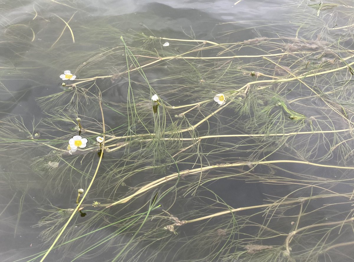 The water crowfoot has started to bloom in the #wye at #monmouth. There’s a lot of it this year, but the water is still green with algae. <a href="/SaveTheWye/">Save The Wye Coalition</a>
