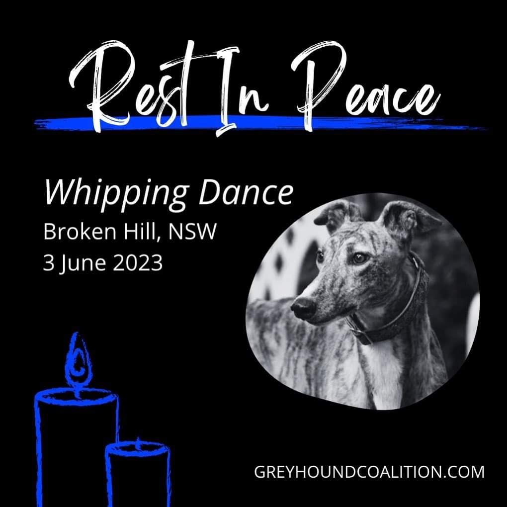 'Whipping Dance was killed at Broken Hill on the weekend.
He fell, fracturing his hivk& was killed by the on-track vet.'
- @save_greyhounds
#youbettheydie
#shutitdown
#BanGreyhoundRacing
