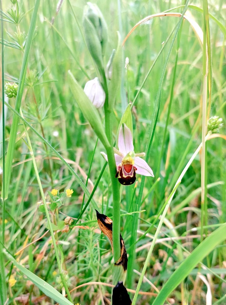 Two bee orchids in my local park today.
#hertfordshire <a href="/HertsOrchids/">Herts Orchids 🥀</a> #beeorchids #nature #wildflowers <a href="/ukorchids/">Wild Orchids UK & Ireland</a> <a href="/EuropeanOrchids/">European Orchids & Wildflowers</a>