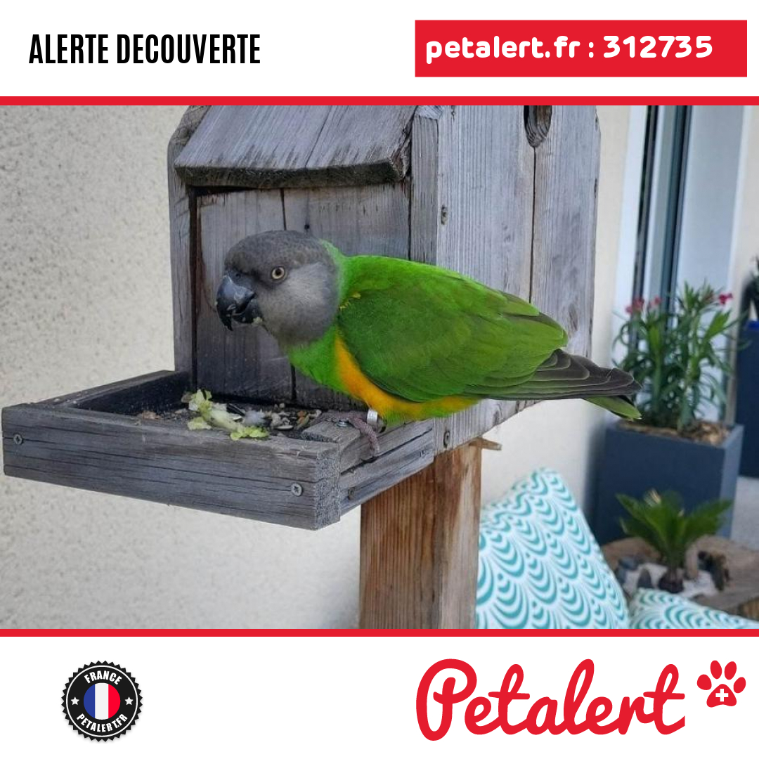 Trouvé #Oiseau #MaineEtLoire #SaintJustSurDive #Petalert  #PetAlert49 / p3t.co/iSCti