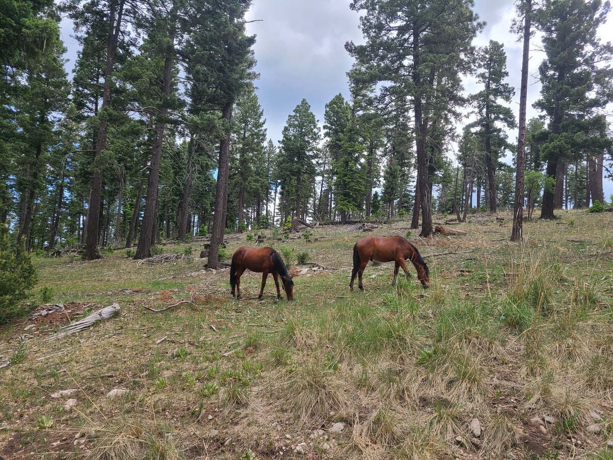 New Mexico rules. White Sands National Park + Cloudcroft <a href="/UNMRadiology/">UNM Radiology</a> #radiology #WorkLifeBalance