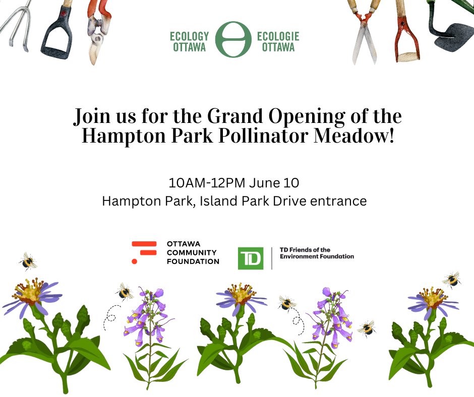 EcologyOttawa's tweet photo. Join us for the grand opening of the Hampton Park Pollinator Meadow, an amazing sanctuary made to protect much-needed bees, butterflies, and other pollinators. πΌ Can't wait to see you there!
#PollinatorMeadow #pollinatorgarden https://t.co/aXiPBmaOk3