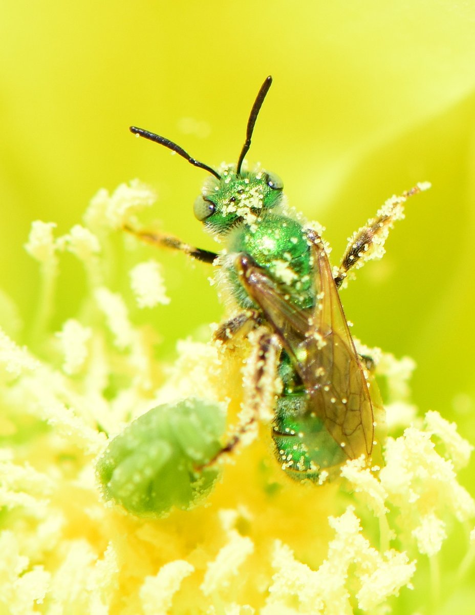 Gary, that's too much pollen! Get out of there!

Narrator's voice: Gary did not think that was too much pollen, and he had no intentions of getting out of there.