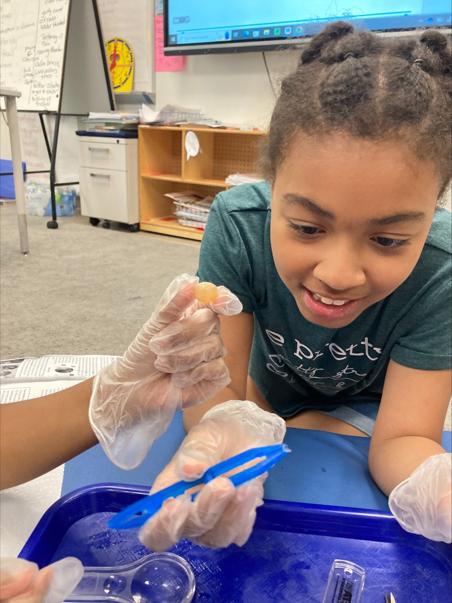 Today, Mr. McElroy worked on a cow eye dissection lab with Concord's Mrs. Bonaventura's fourth-grade class!  It was a great success!