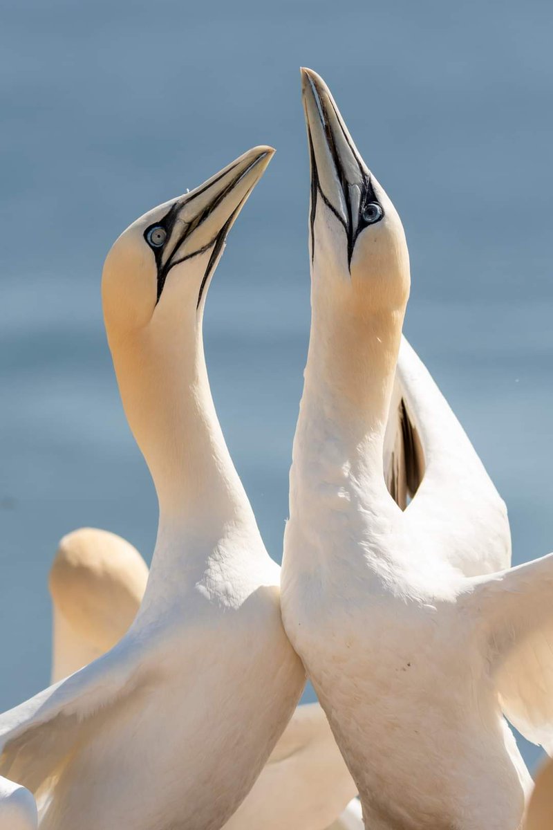 All you need is love
@vogelnieuws 
@CameraNU_nl 
#love
#BirdsSeenIn2023 
#gannets