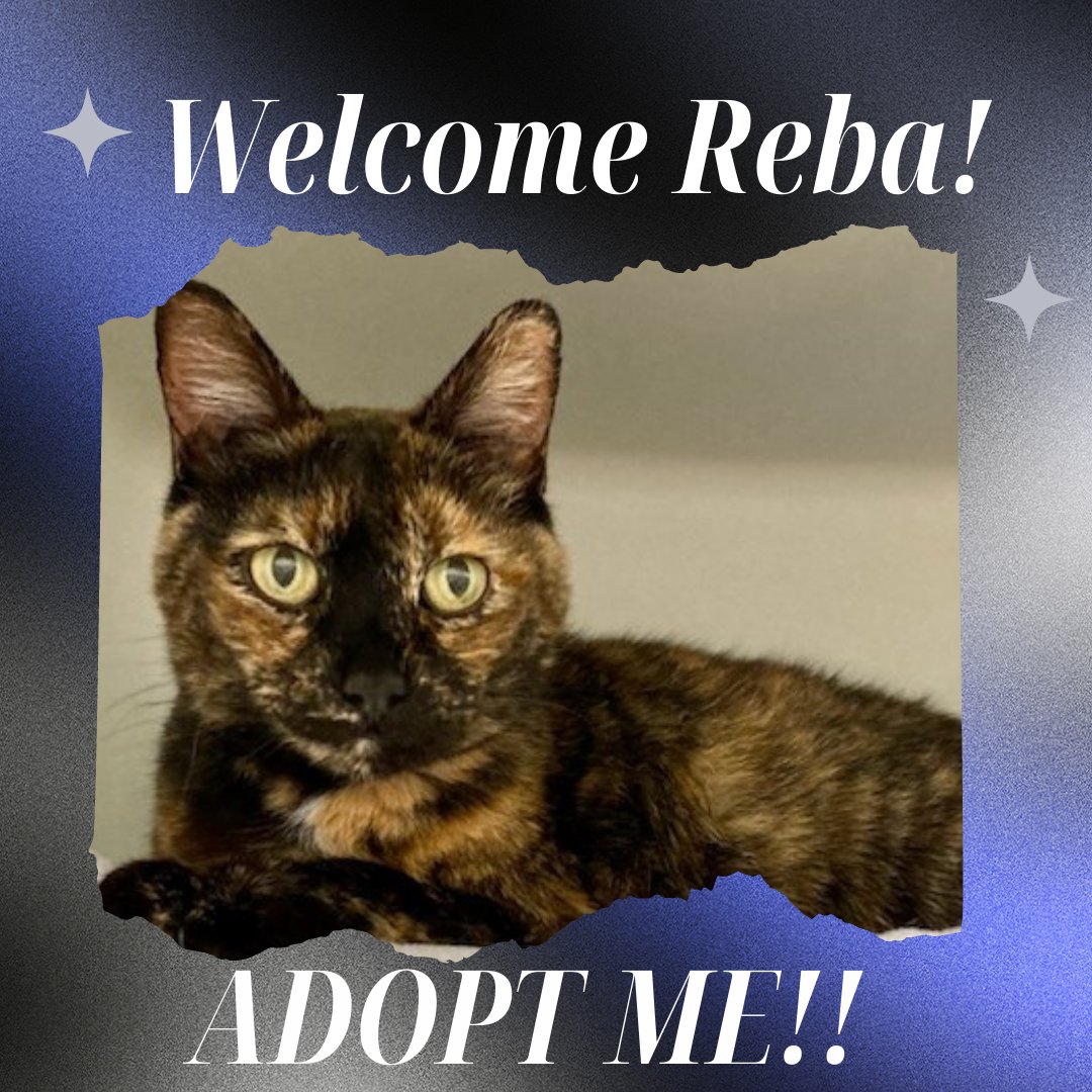 Meet, Reba, one of our newest kitties available for adoption.

#goldenoldies #catsofig #catsofinstagram #petoftheday #adopt #foster #adoptdontshop #catlover #cat #kittylover #oldercats #seniorcats #monterey #volunteer #donate #rescue #rescuecats #rescueisthebestbreed