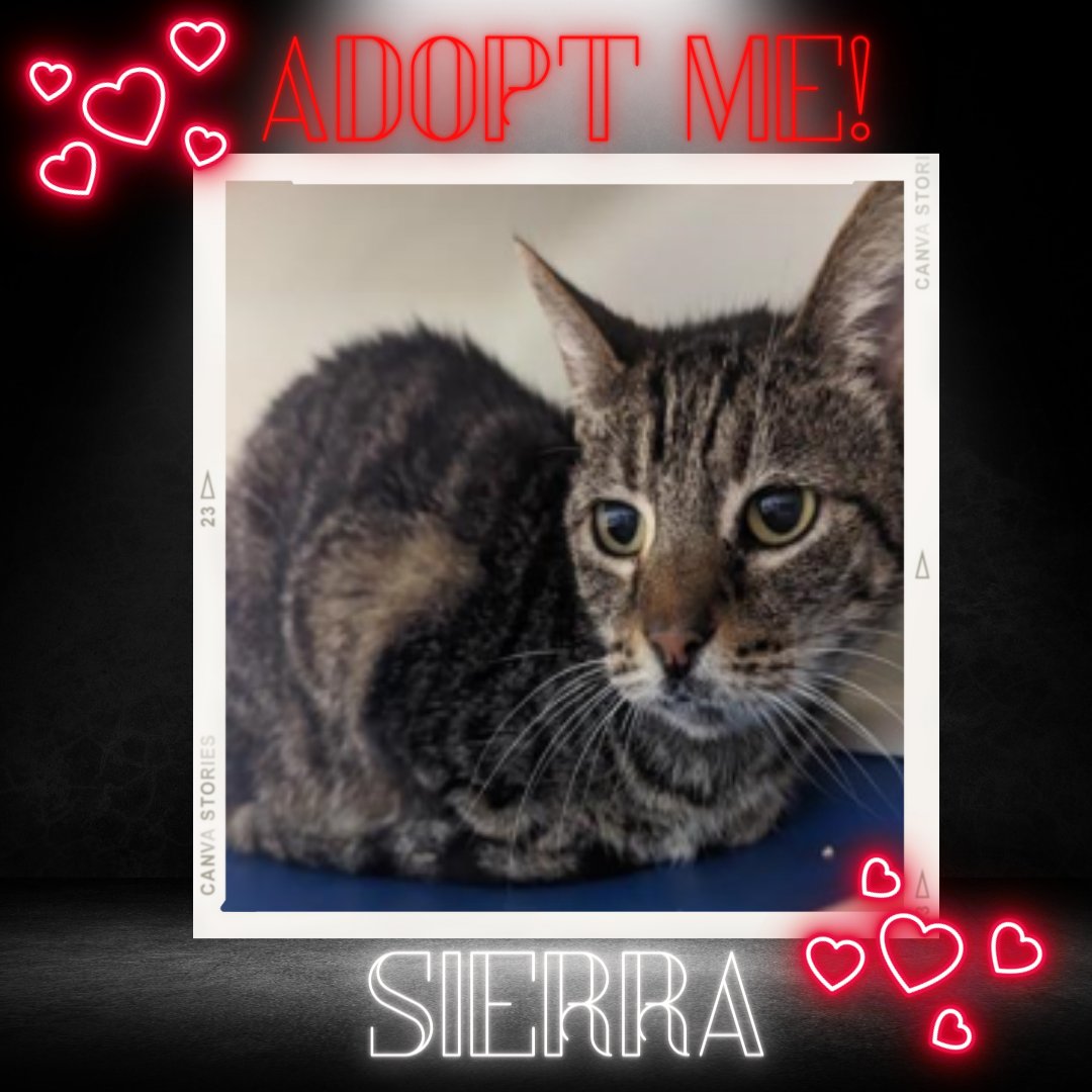 We are happy to welcome Sierra to the Golden Oldies family.

#goldenoldies #catsofig #catsofinstagram #petoftheday #adopt #foster #adoptdontshop #catlover #cat #kittylover #older cats #seniorcats #monterey #volunteer #donate #rescue #rescuecats #rescueisthebestbreed
