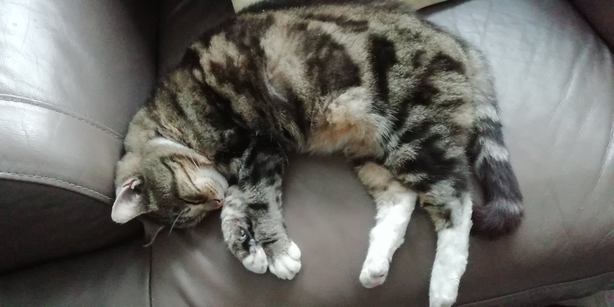 BORUEIRE's tweet photo. My neighbours cat Tibby and my cat Shaniqua sleeping. #Catpet #Shaniqua #Tibby #Ireland https://t.co/Alz9XhTsvJ