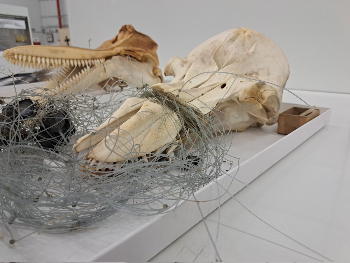JackDAshby's tweet image. The horror of ghost nets: this #dolphin lived for a long time with its snout entangled in discarded fishing tackle - it sawed almost all the way through the bone before the dolphin eventually died.
#SmithsonianNMNH #GhostNets