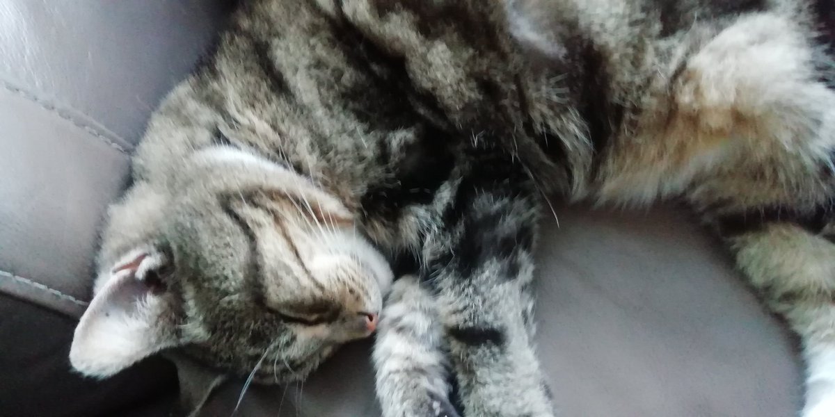BORUEIRE's tweet photo. My neighbours cat Tibby and my cat Shaniqua sleeping. #Catpet #Shaniqua #Tibby #Ireland https://t.co/Alz9XhTsvJ
