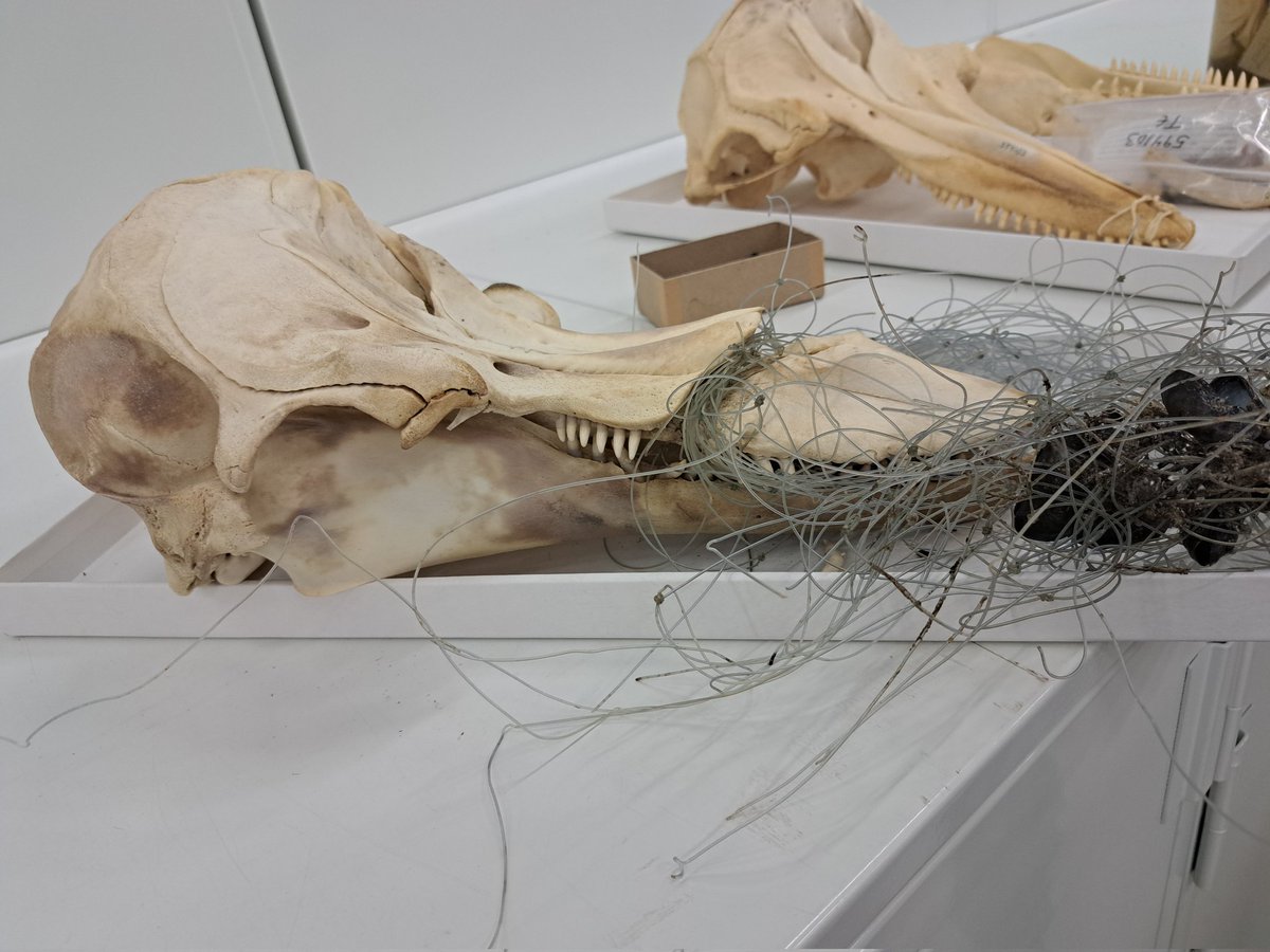 JackDAshby's tweet image. The horror of ghost nets: this #dolphin lived for a long time with its snout entangled in discarded fishing tackle - it sawed almost all the way through the bone before the dolphin eventually died.
#SmithsonianNMNH #GhostNets