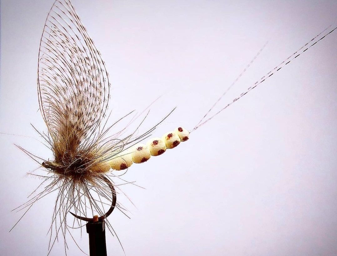 EckardG's tweet photo. Wally winged, foamed body mayfly.
Another where Semperfli Nano Silk really comes in handy as a thread. @semperfli
One for the Green Drakes
#flyfishing #flytying #flytyingnation #flytyingaddict #flytyingjunkie #trout #troutflies #mayfly #Greendrake #Ephemera #nanosilk https://t.co/9POFMSp6a2