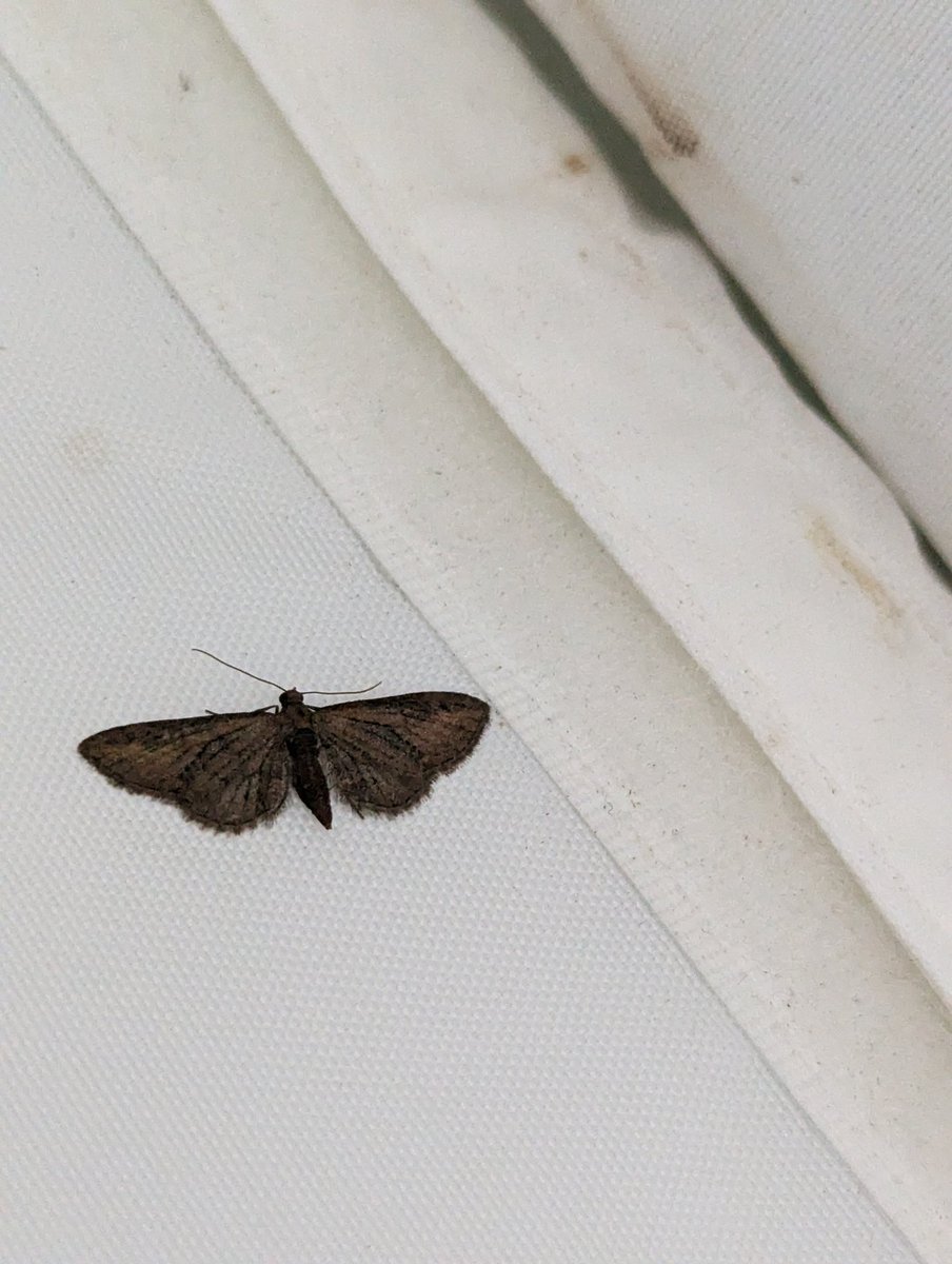 WolfieUpNorth's tweet image. 4 of 5 Pugs from last night. Think pic 2 is Common the other 3 Mottled. @FlyinginFordham @MOTHIDUK #Pugfusion