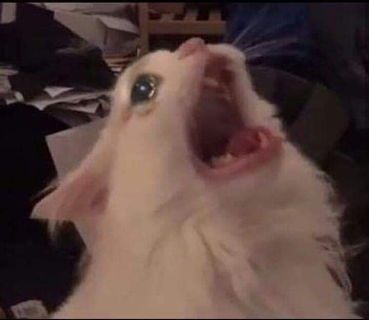 rmglascurain's tweet photo. Me acaba de caer el 20 que estos son mis últimos 3 días de estudiante.
(si paso mis materias) https://t.co/PVGFjYpVRn