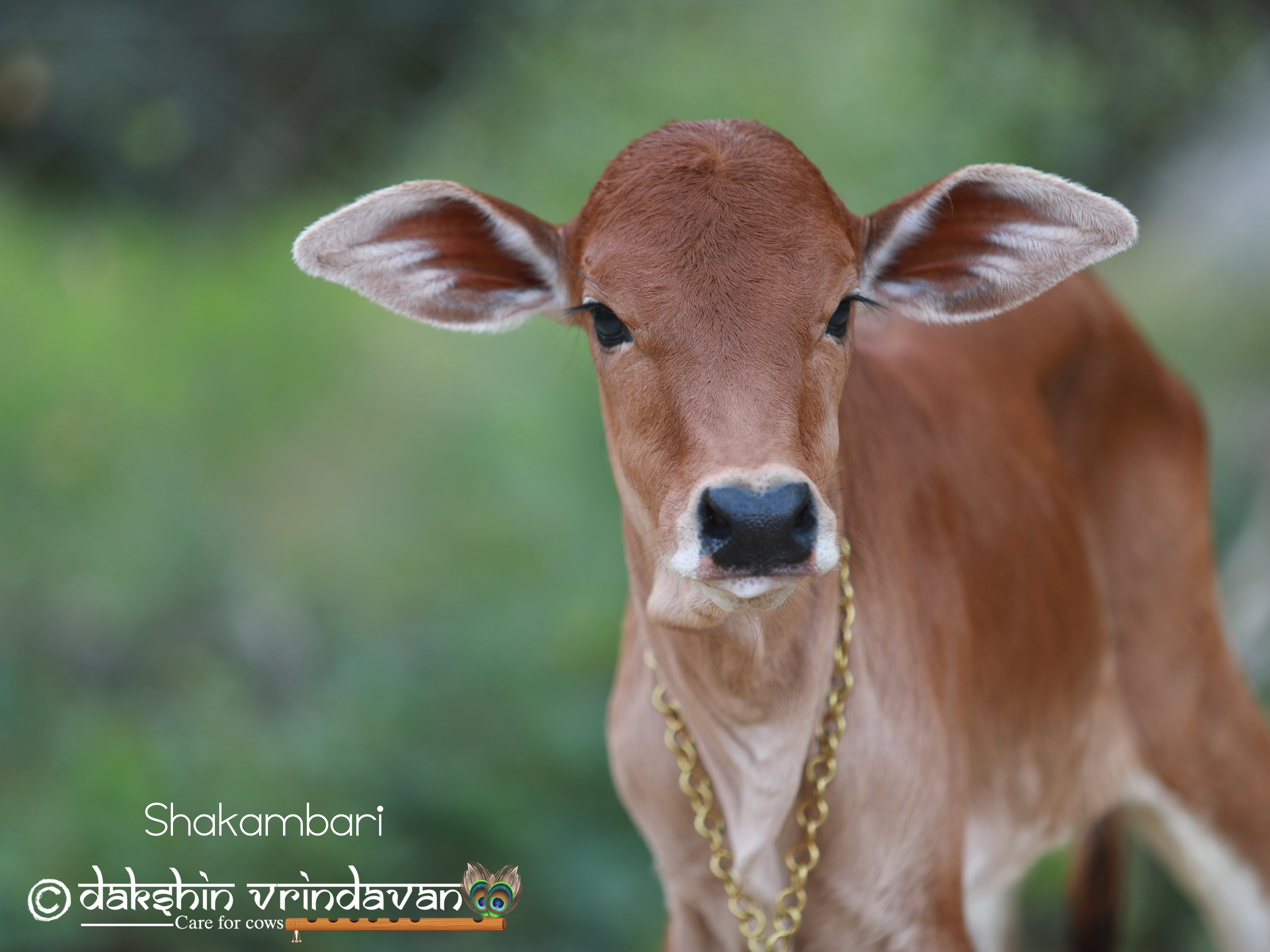 Are Deer Scared of Cows? Discover the Surprising Truth