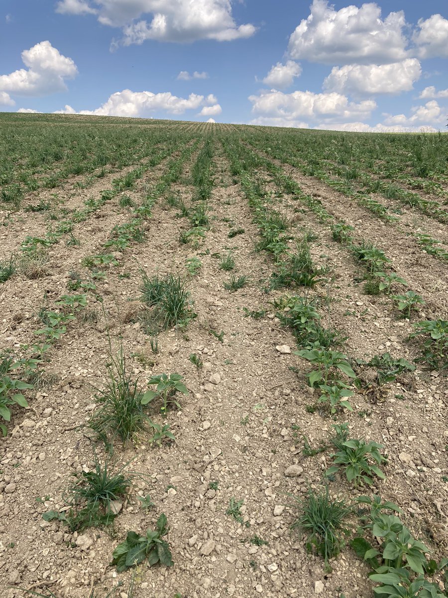 ManginAlexane's tweet photo. @OlivierCOSTE2 @BONNIN1402 @terresinovia @laurentjung54 @OM_TInovia @Phyteis @DesherbageBayer @FMCAgro @Hermann10170111 @aestiv @toto_bricolo @bigard_q Photo de cet après-midi ! Binage en tournesol bio la semaine dernière ! Effectivement ce n’est pas parfait mais déjà bien ! Peut-être faut-il prévoir un 2eme passage dans la semaine ? 🤔 https://t.co/ImqBVZxO3R