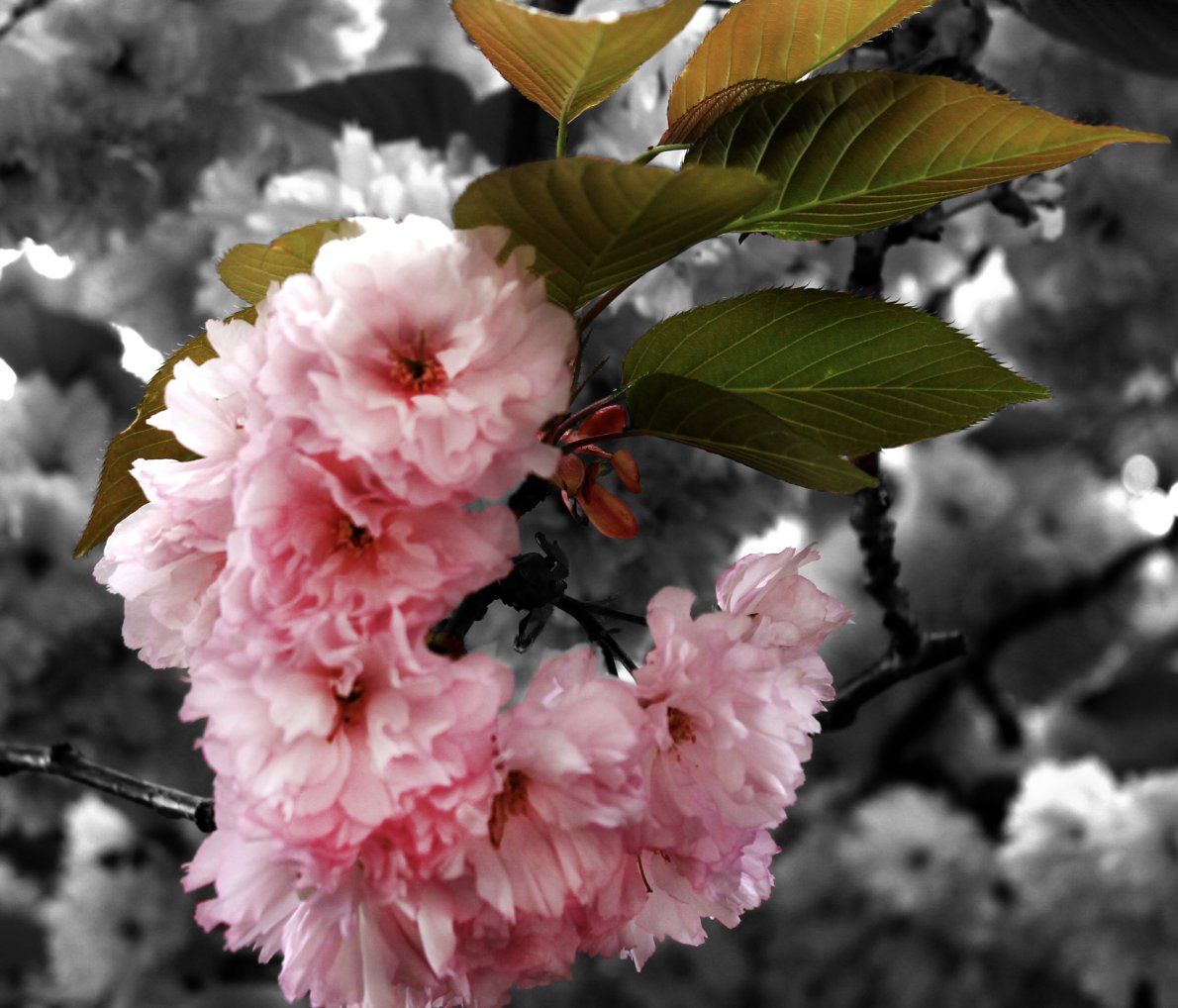 moaklikesart's tweet image. Photography 1 &amp;amp; 2 students  learned about  color selection techniques with Photoshop @BayShoreSchools @bayshorearts #colorselection #highschoolphotography