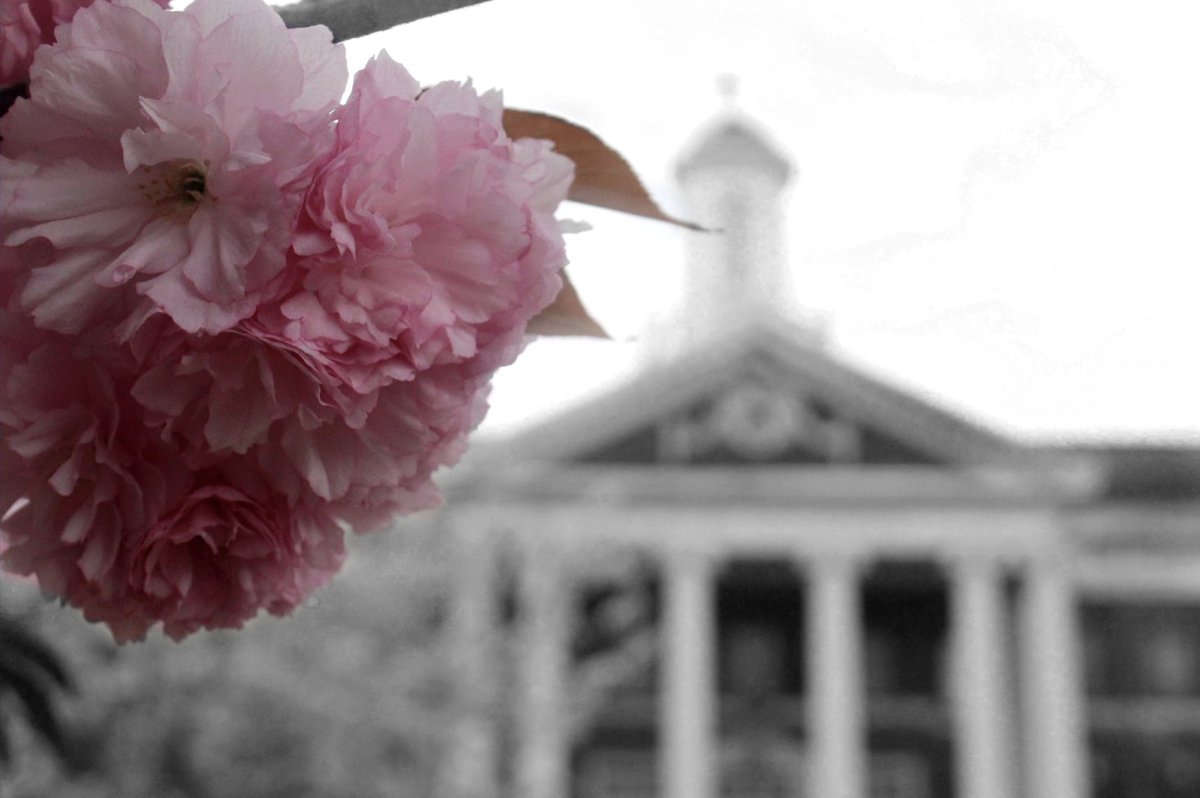 moaklikesart's tweet image. Photography 1 &amp;amp; 2 students  learned about  color selection techniques with Photoshop @BayShoreSchools @bayshorearts #colorselection #highschoolphotography