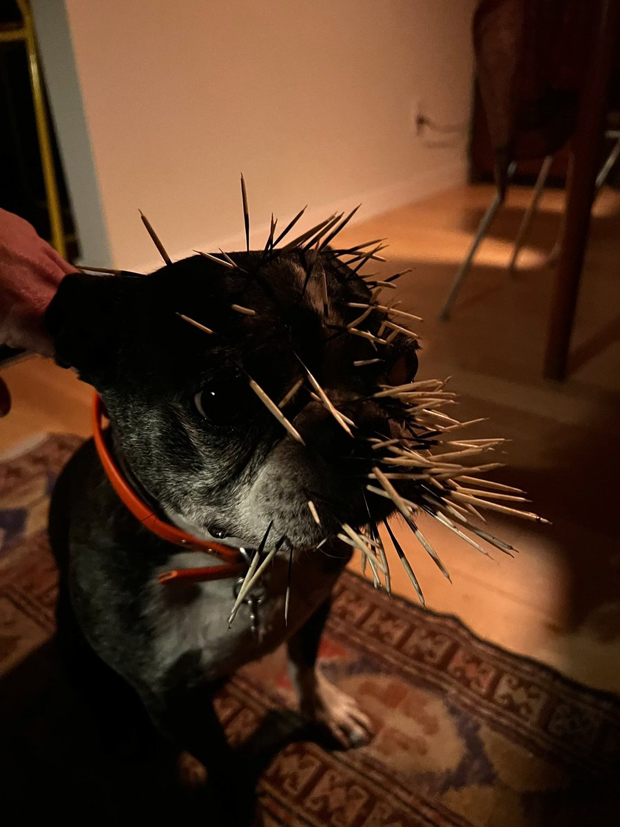 My dog got into with a porcupine the other night and the vet let me keep the quills, so I used some of them to make a commemorative collar.