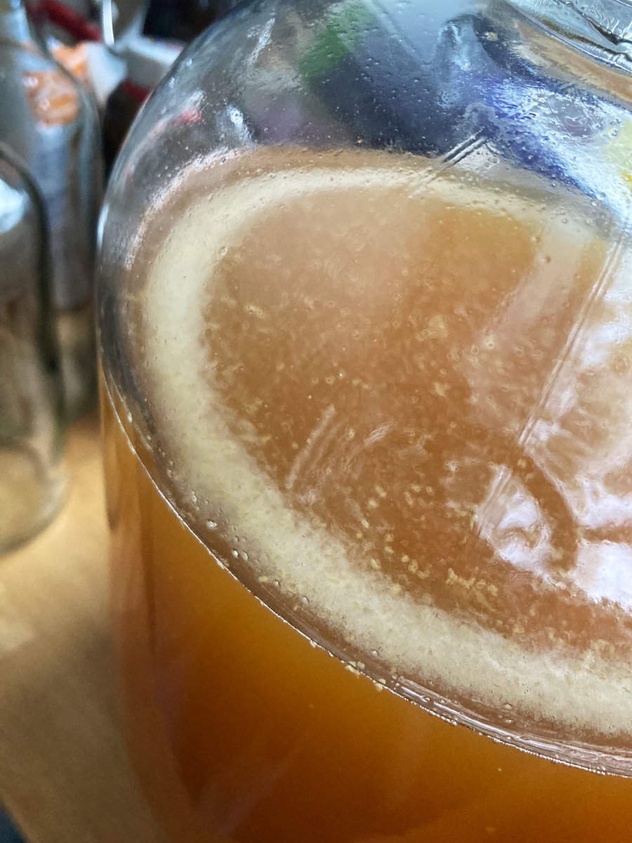 TURBO CIDER 🍎💥 with rhubarb from the garden #homebrew #cyderrrrrrrrr