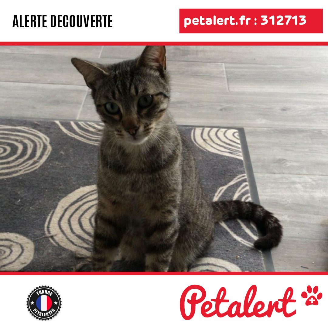 Trouvé #Chat #AlpesMaritimes #LaGaude #Petalert  #PetAlert06 / p3t.co/N7TDA