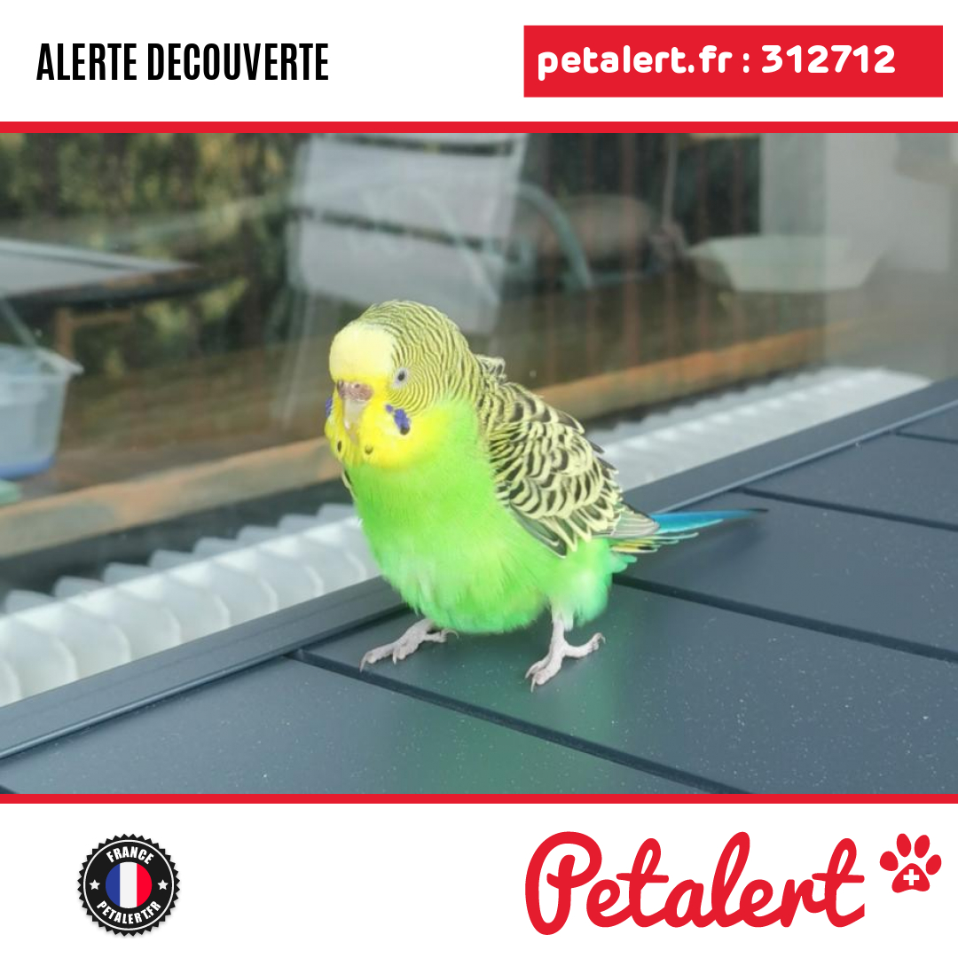 Trouvé #Oiseau #HauteSavoie #Annecy #Petalert  #PetAlert74 / p3t.co/CbMLs