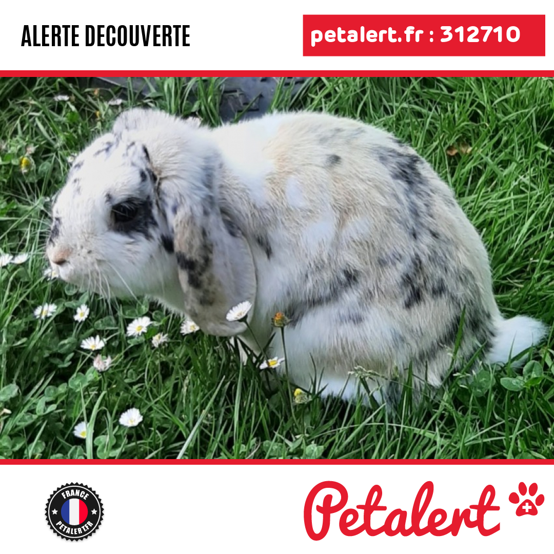 petalert_france's tweet photo. Trouvé #Lapin #SeineEtMarne #DammarieLesLys #Petalert  #PetAlert77 / https://t.co/T9scpasFzA https://t.co/1fdrRkeDtd