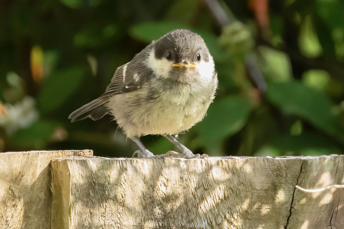 Coal Tit on the garden fence earlier