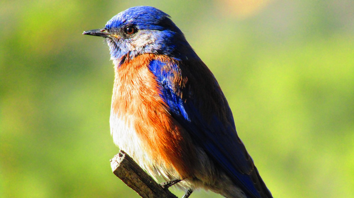The #bluebird of happiness...eyeball! 👁️

📸Male Sialia mexicana💙

#westernbluebird #bluebirds #birding #birds #birdsoftwitter #birdtwitter #tuesdayblue #birdphotography #naturephotography #channel169 #TwitterNatureCommunity