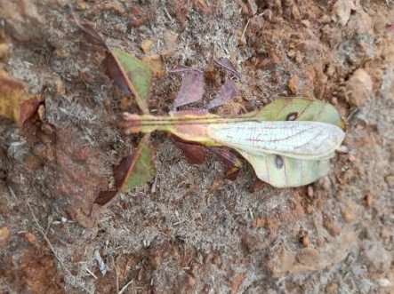 CMDharennavar's tweet photo. Kinds of insects in Dandeli wild.
 #wildlife #wild #insects #wildlife #NatureBeauty #Karnataka #Dandeli https://t.co/aqwi5iDvOf