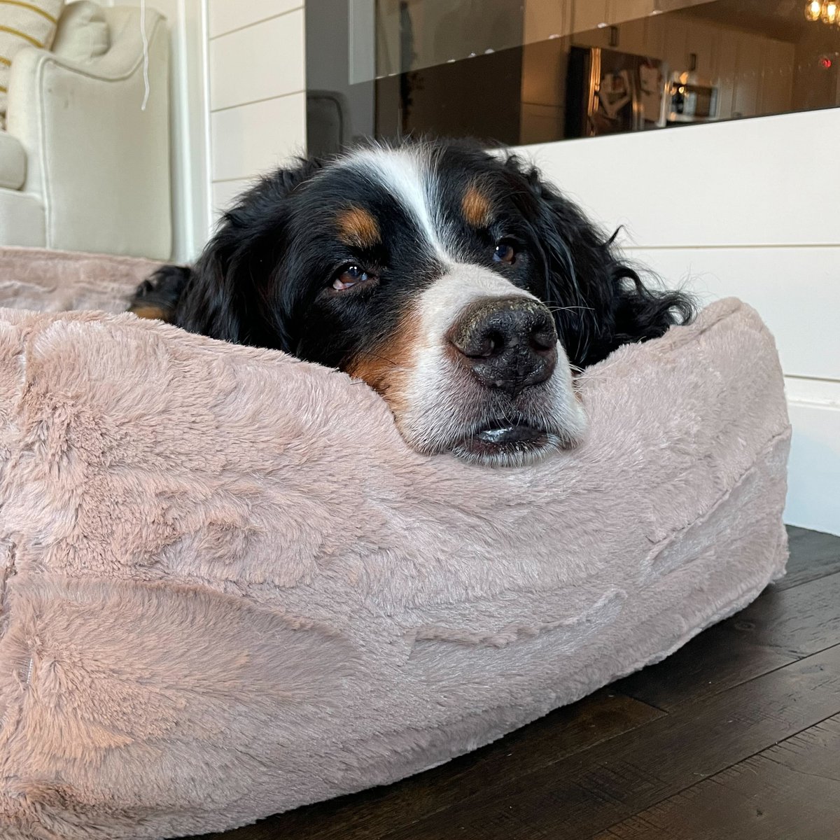 Stanley is loving his Snuggle Puppy SmartBeat™ Bed!

The 1st dog bed with a SmartBeat™ Heart – your dog’s motion activates the heart, and the heart automatically stops when no motion is detected. 

Now available at snugglepuppy.com/products/snugg…! 🛒❤️⁠

#SnugglePuppy #DogBed