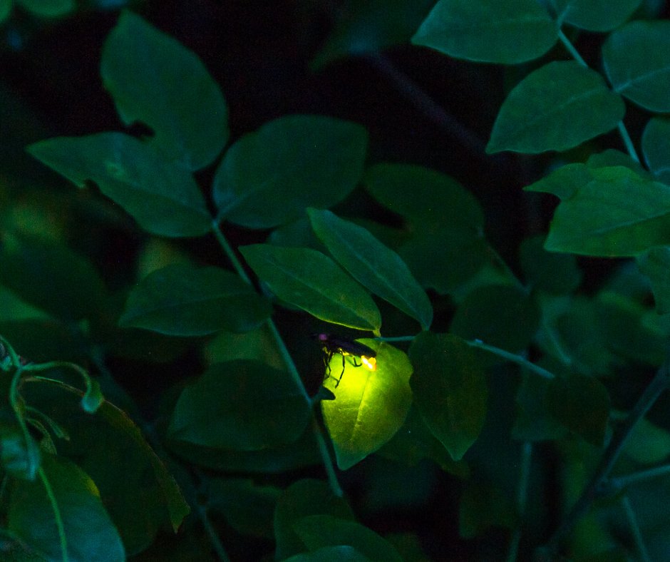 Town of Vienna, VA on Twitter "greentipoftheweek Twinkle, twinkle