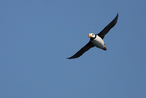 Whoosh! #puffins