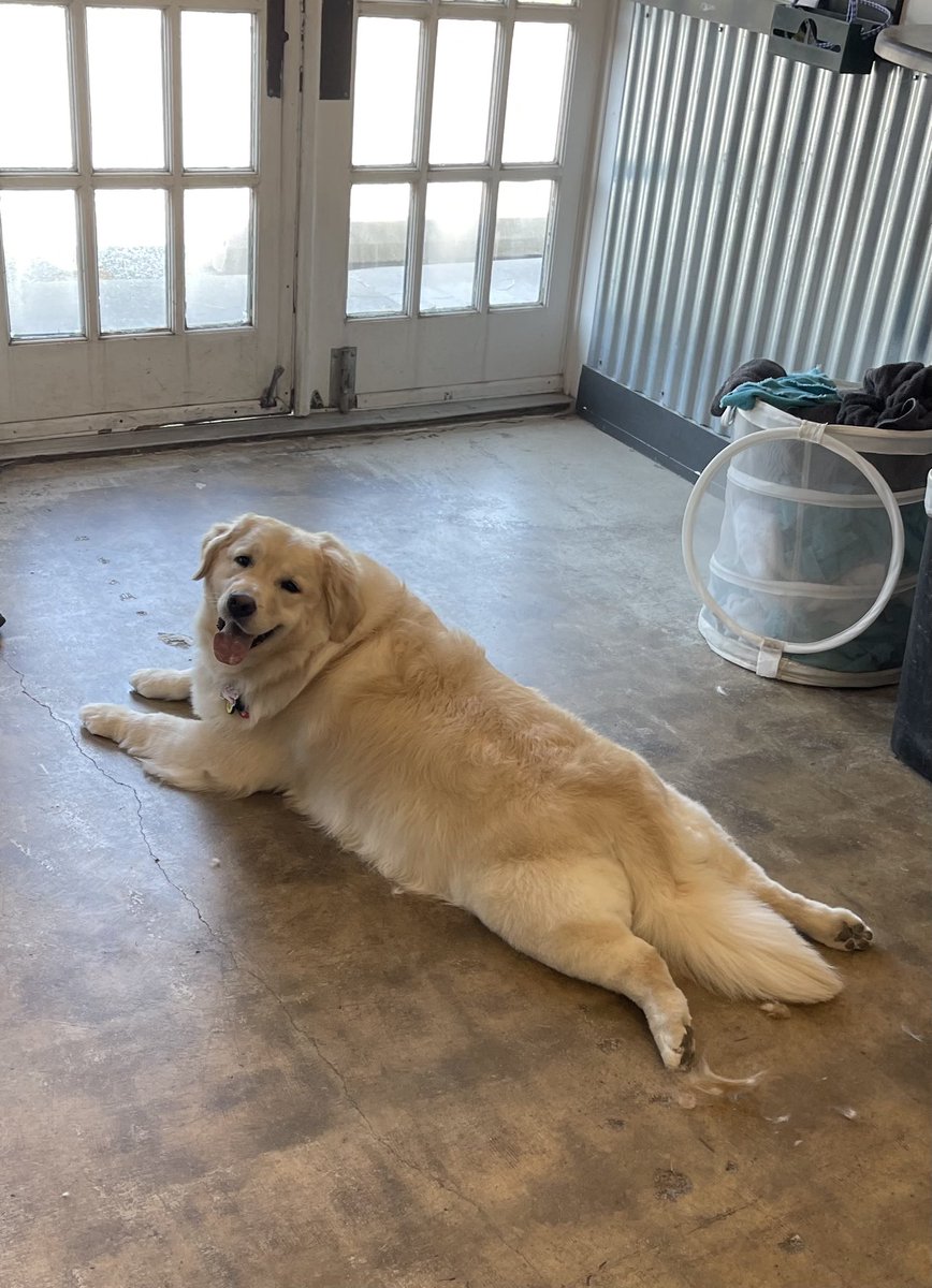 MuttandJoe's tweet photo. We can’t help but love on Luna 😍
.
.
.
#muttandjoe #dogwash #doggrooming #coffeeshop #marylandgroomers #marylanddogs #marylanddogspots #marylandcoffee #mddogs #severnapark #severnaparkmd #severnaparkdogs #goldenretriever #golden https://t.co/aDco8QqgPw