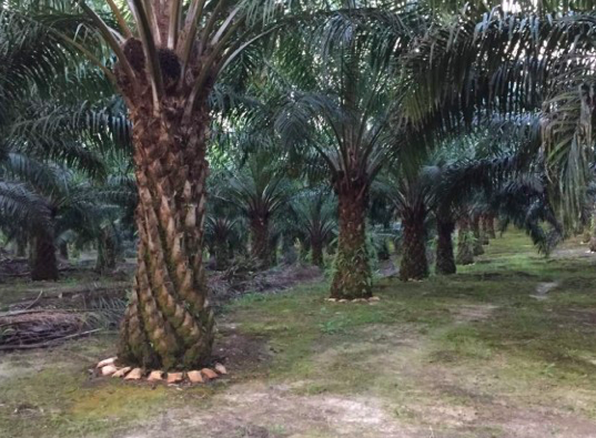 Date: Tue 6th June 2023
Looking for Buyers for Palm Oil......
Trail Order: 1FCL
CIF: ASWP
Email: sales@igwtge.com
#palmoil #sales #trader #commoditiestrading #commodities #crudeoil #crudeoiltrading