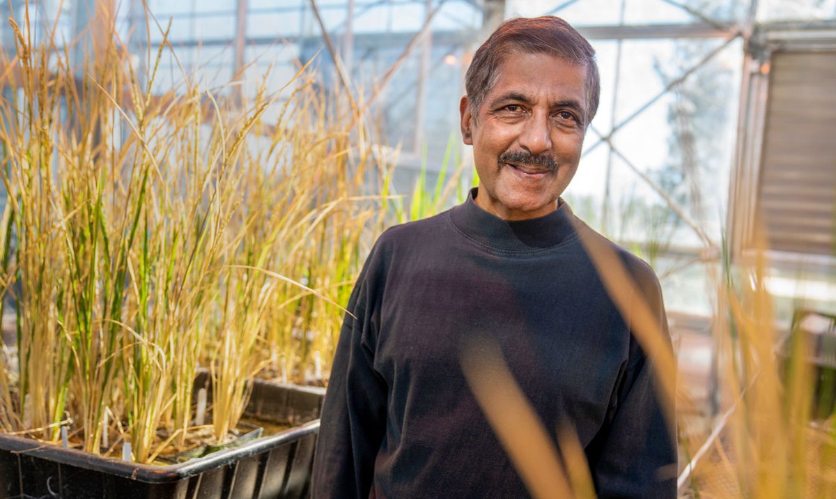 SundarLab's tweet photo. Great write-up in @ScienceMagazine by @ErikStokstad on the history and potential of #apomixis in #agriculture including our work on Synthetic Apomixis in rice. 
The future is bright for clonal seeds!  
https://t.co/NNWTmPB3Uk https://t.co/7xYfxmXRnu