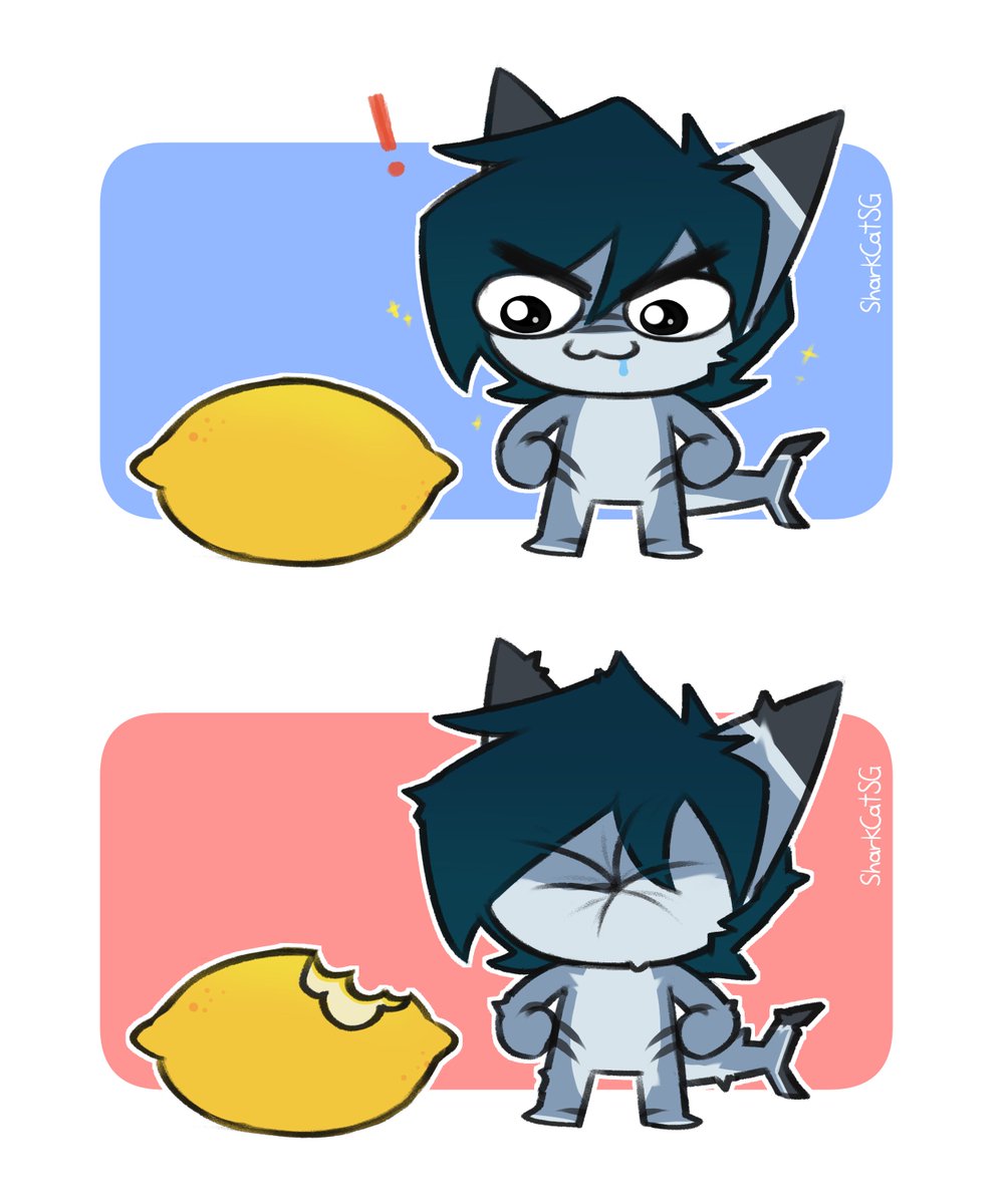 SharkcatSG's tweet photo. 🍋🦈 https://t.co/mDlTYJOrpJ