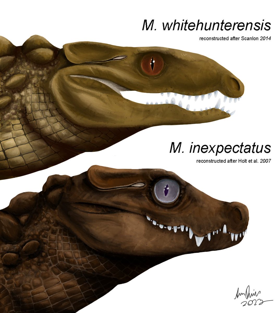 Mekosuchus remains a mysterious and fascinating animal to me and even after diving into the literature, a lot of questions remain.
Like the massive difference in reconstructions