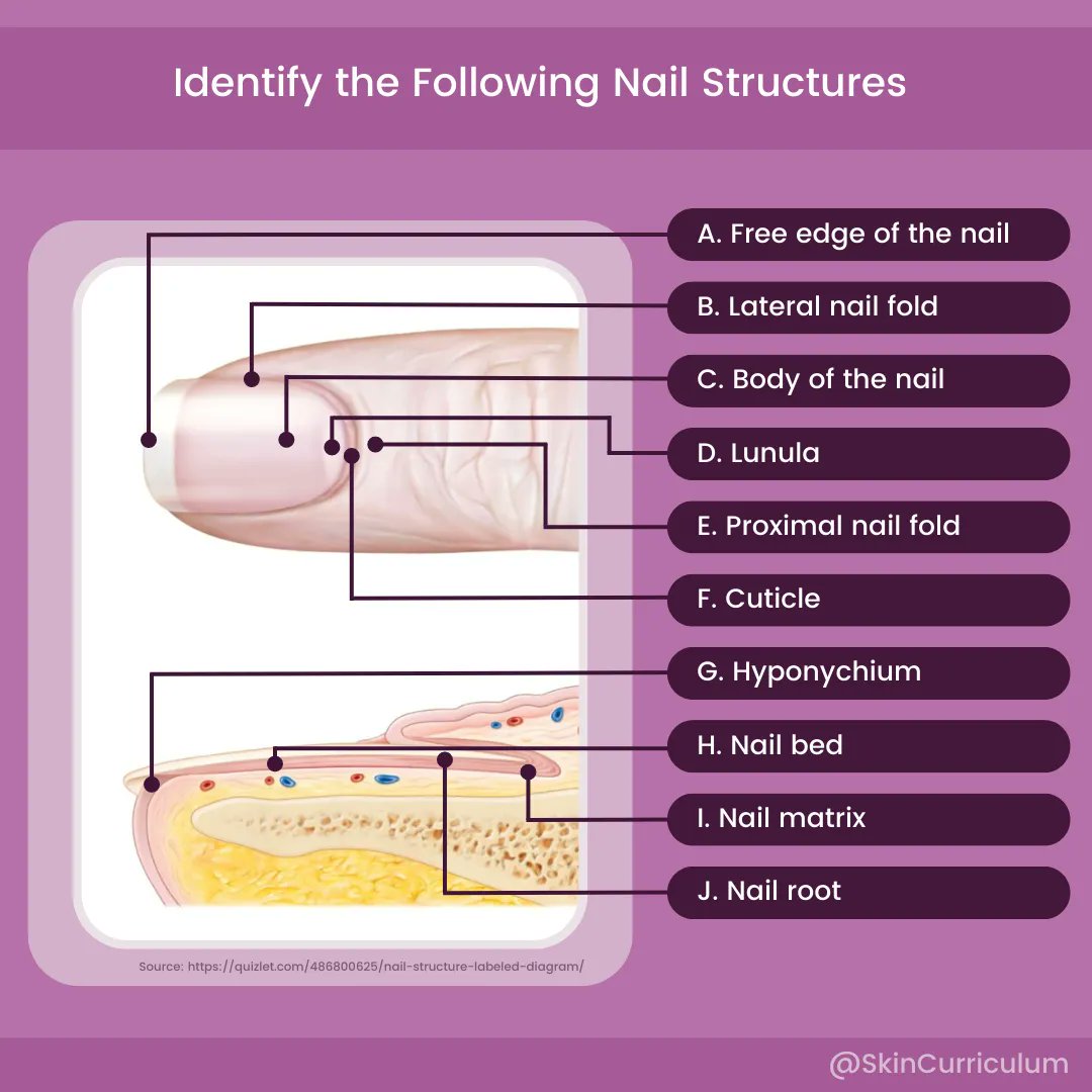 #Testyourself Tuesday! Identify the following nail structures using the first image then swipe to the next to reveal the answers!

#dermatology #derm #skin #nailanatomy #dermtwitter #MedTwitter