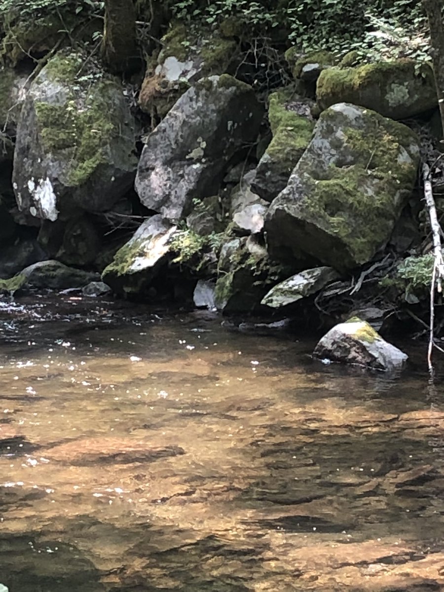 I am having a blast at #STEAMinthePark! I have gotten so many idea to bring back to the classroom already. The highlight so far was seeing otters!!!!! This has been so #BuzzWorthy