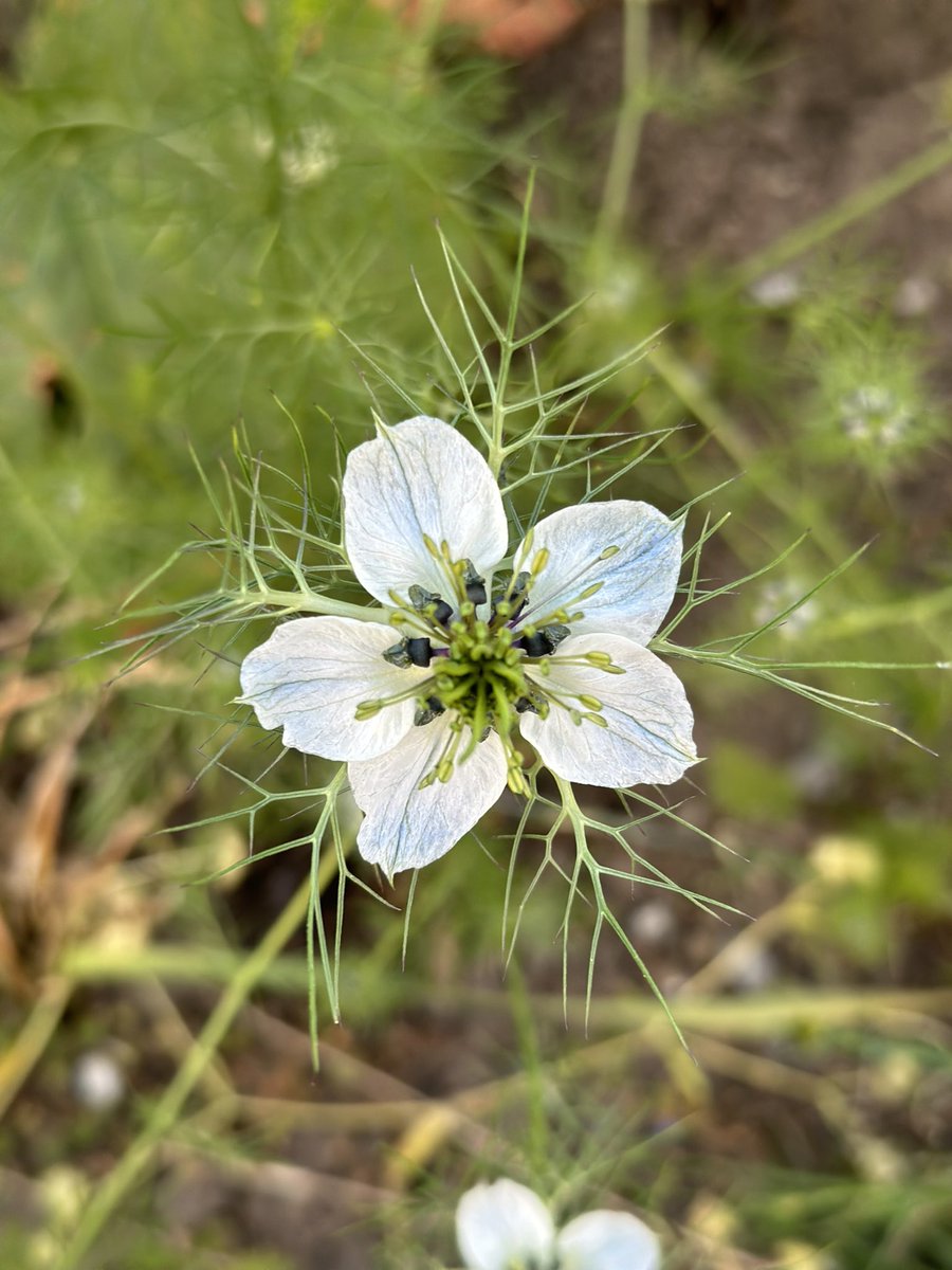 Ich liebe den Frühling 🥰🌷🪷🌾🌞❤️