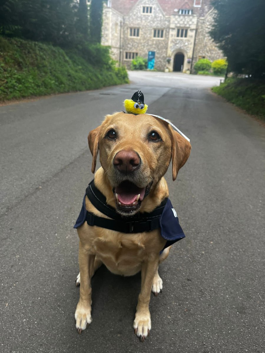 FlintHouseRehab's tweet photo. Look whoโs at #flinthouse those bugs get everywhere! #labradorsoftwitter https://t.co/jkzFofsR81