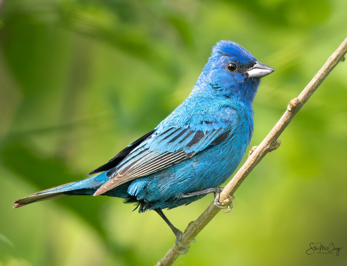 Indigo Bunting taken today. #BirdsOfTwitter