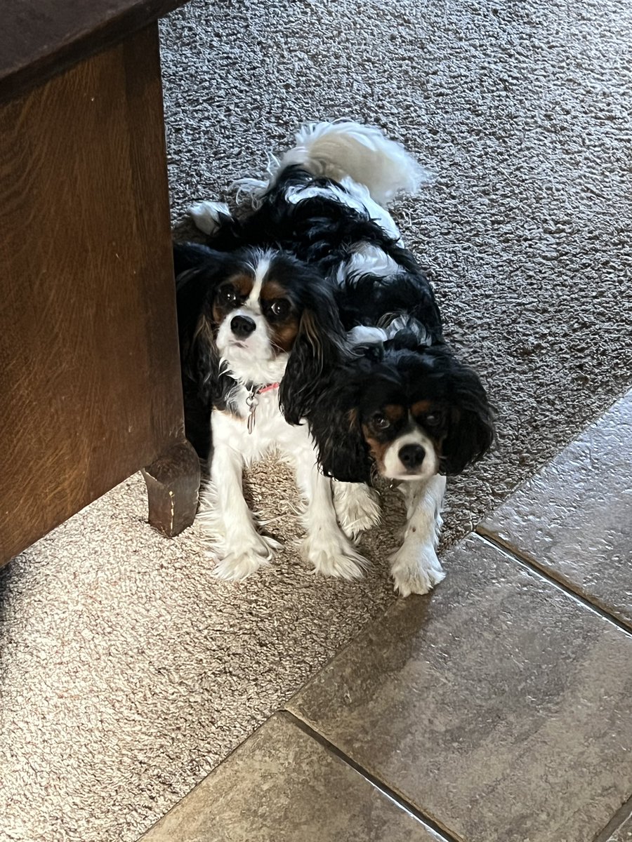 My puppy Vinny (left) My Mom’s puppy Angus (right) hanging out for summer break #puppy #dog #summer #break #cavalierkingcharlesspaniel #vinny #angus