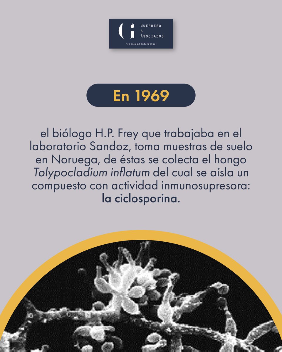 Guerrero & Asociados. IP tweet media