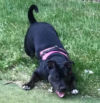 COCO HOME SAFE. THANKS FOR RT's 😊🐕🐾

🆘4 JUNE 2023 #Lost COCO #ScanMeYOUNG Brindle & White Staffordshire Bull Terrier Female #ThattoHeath #StHelens #Merseyside #WA10 doglost.co.uk/dog-blog.php?d…
