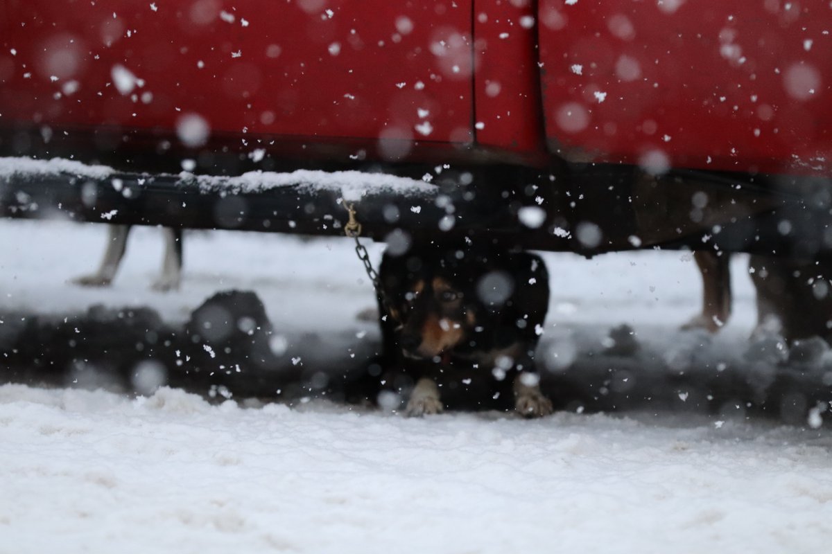 peta's tweet photo. The #Iditarod has killed over 150 dogs.
 
That didn’t stop @F1 &amp; Liberty Broadband from ignoring our pleas for them to cut ties with the deadly race at their annual meetings today.
 
Urge Liberty CEO @gregmaffei to drop it! https://t.co/xEUhN2XrgT https://t.co/mlSGJHG7sk